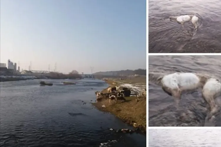 Un nou caz de barbarie! Câine legat și aruncat în Someș, la Florești - FOTO