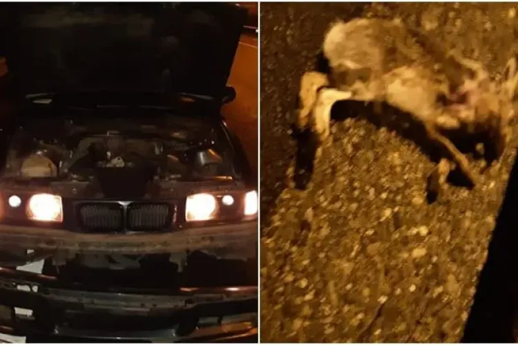 BMW avariat pe Autostrada Cluj - Turda. Un iepure a sărit în fața mașinii - FOTO   