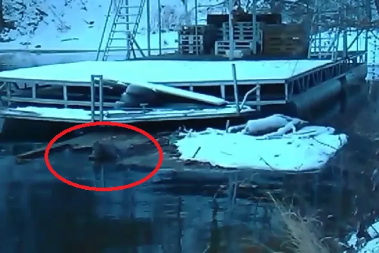 Vizitator surpriză pe pontoanele șmecherilor de la Tarnița! Pontoanele au distrus ecosistemul natural - VIDEO