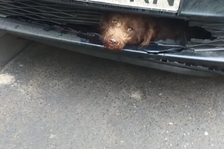 Cățel lovit de mașină la Cluj! A scăpat într-un mod miraculos - FOTO