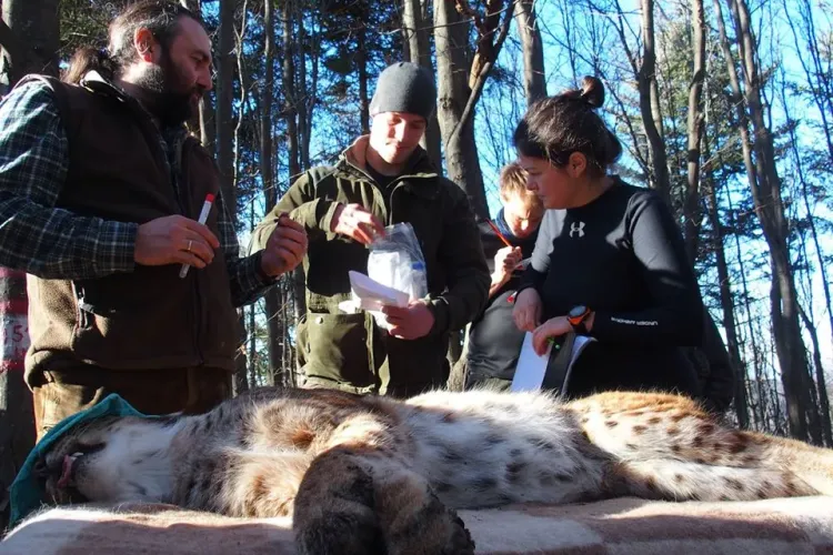 Un râs a fost capturat în România și va fi relocat în Croația, pentru repopularea zonei - FOTO