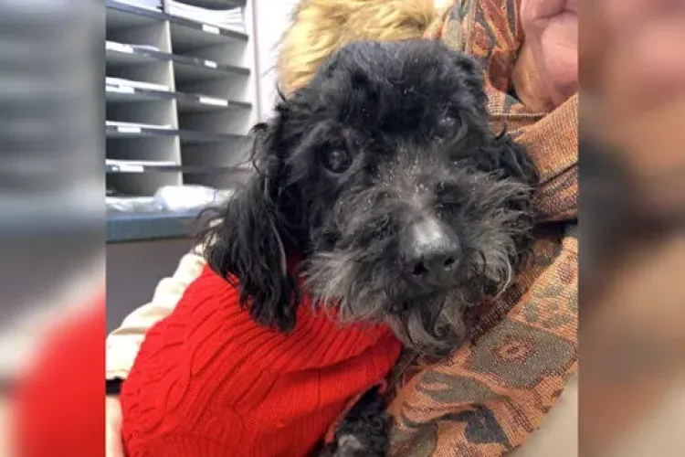 Câinele Moses a fost găsit la 800 de km de casă, după ce a traversat marea cu un vapor