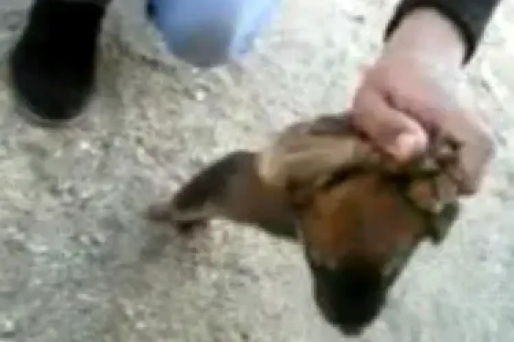 Clujean prins că își viola câinele! Animalul chinuit a fost luat de autorități