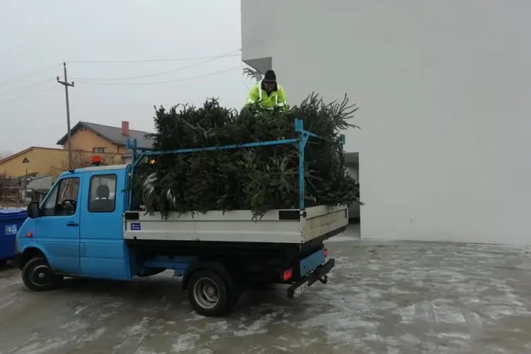 Brazii de Crăciun se colectează gratuit în Florești - FOTO