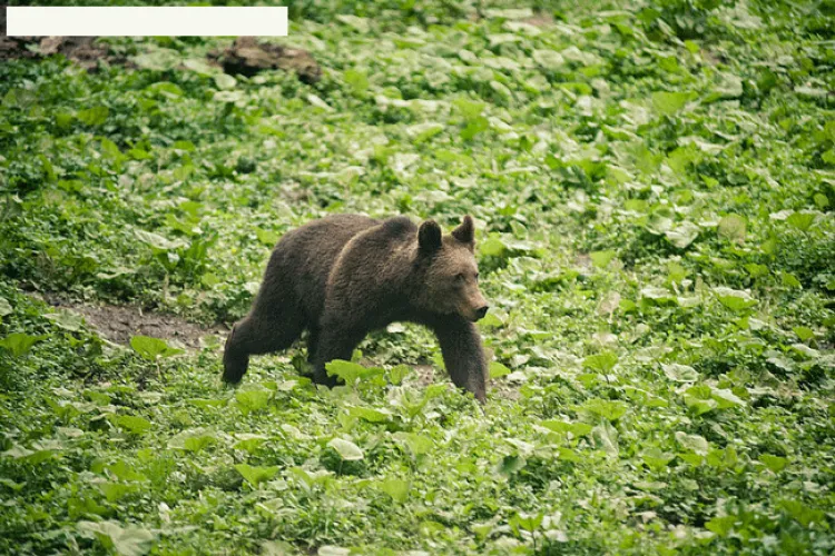 CLUJ: Gospodării atacate de urși, la Băișoara VIDEO
