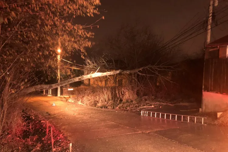 Copac căzut peste firele de electricitate la Cluj-Napoca. Intervin pompierii pe strada D.D. Roșca