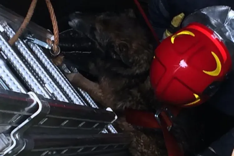 Pompierii clujeni au intervenit pentru a salva un cățel căzut într-o fântână FOTO