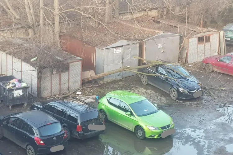 Copac picat pe un bolid de lux, pe Dorobantilor. A fost nevoie de intervenția pompierilor FOTO