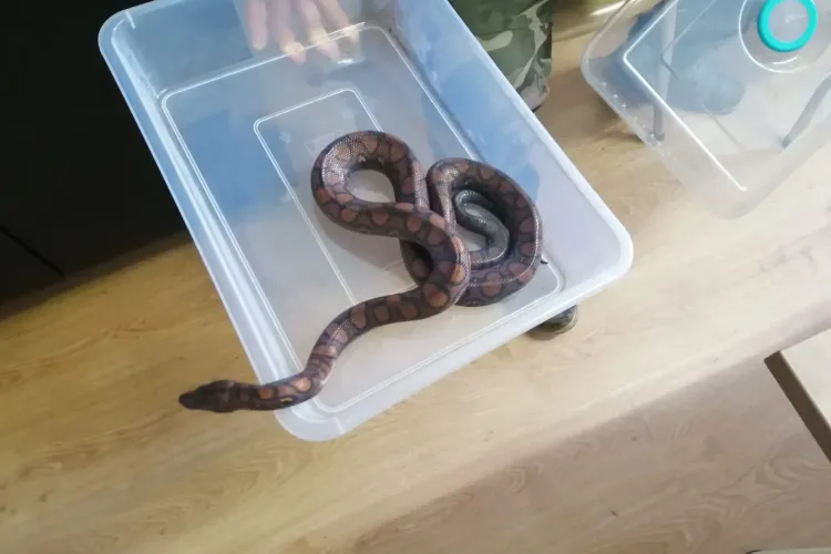 Ce se mai fură la Cluj: Un bărbat a fost reținut de polițiști după ce a furat mai multe reptile FOTO