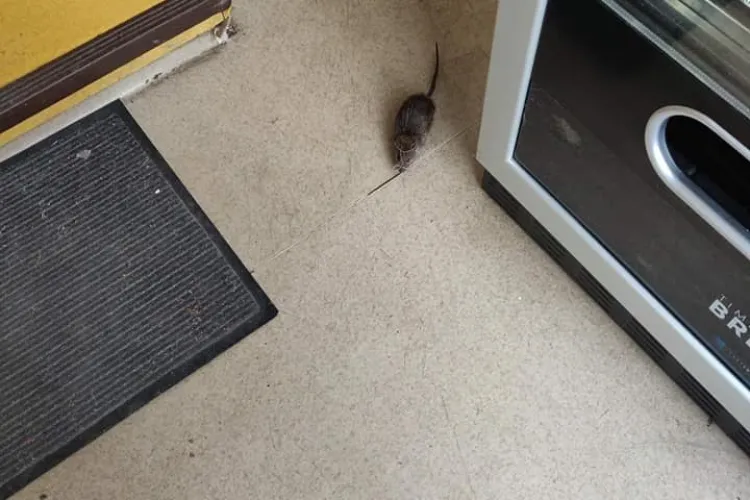 La Spitalul de Copii din Cluj-Napoca umbla și un șobolan. Animalul are și un nume: Dominic - FOTO