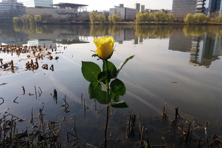 ”CUPA MĂRȚISOR” la pescuit dedicată doamnelor și domnișoarelor