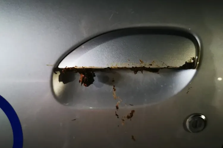 O clujeancă mânjește cu rahat clanțele mașinilor din Gheorgheni - FOTO