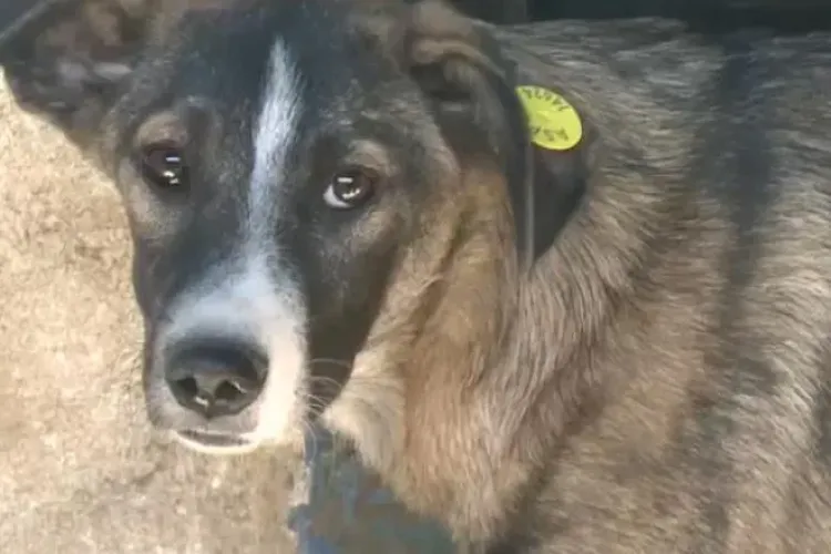 Un grup de vietnamezi care lucrează la Cluj au furat și au MÂNCAT un câine