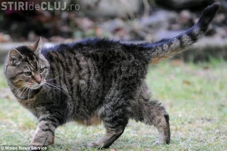 E pisica si stapanii ei sustin ca are 39 de ani! Vezi cum arata cea mai batrana felina din lume FOTO