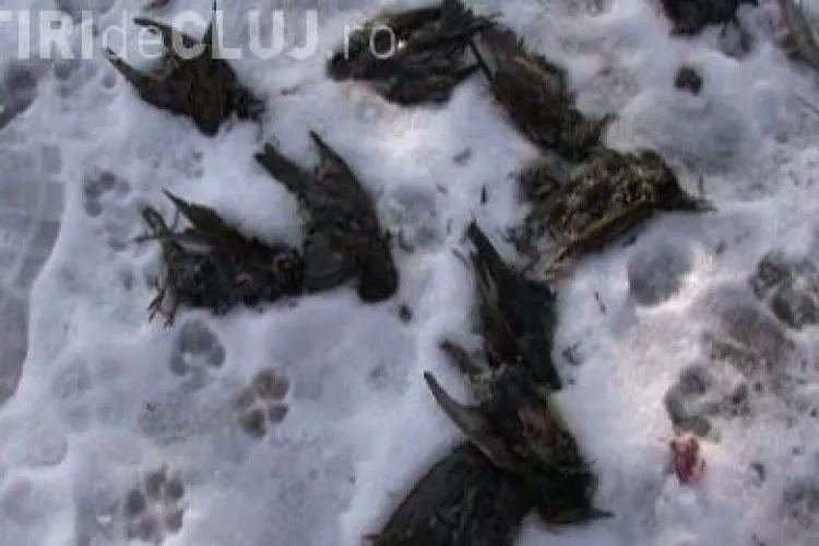 Pasari moarte, picate din cer, intr-un cartier din Constanta