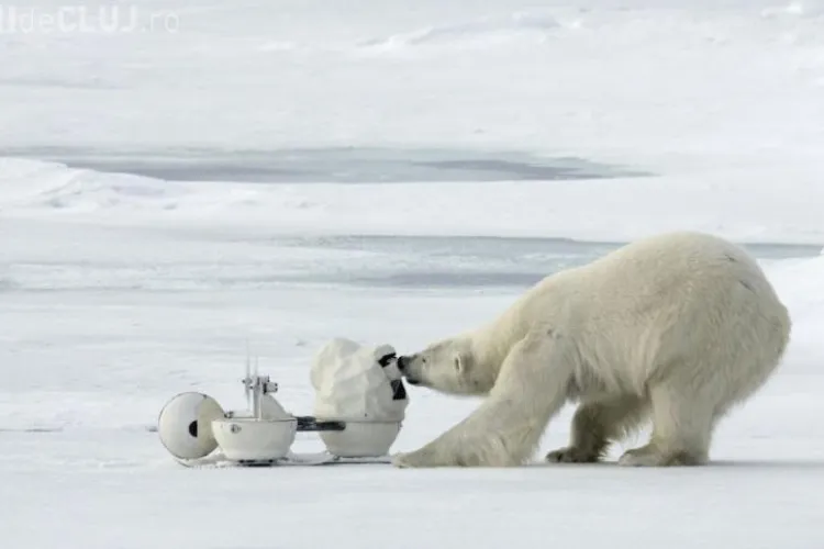 Un urs polar a distrus un echipament video de 130.000 de lire! VEZI VIDEO
