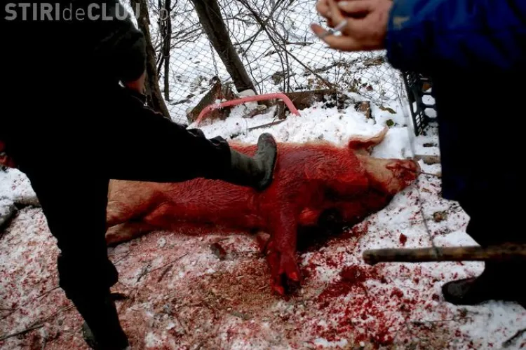 Romani luati pe sus de trupele SWAT in America, pentru ca taiau porcul in curte