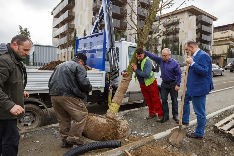 Boc a plantat copaci în mjlocul trotuarului în Bună Ziua. Clujenii sunt șocați - FOTO