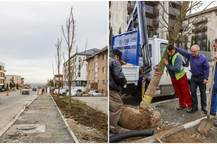 Copacii plantați de Emil Boc pe Bună Ziua au fost scoși de pe trotuar: Am fost prins într-o mini capcană. Clujenii au dreptate! - VIDEO