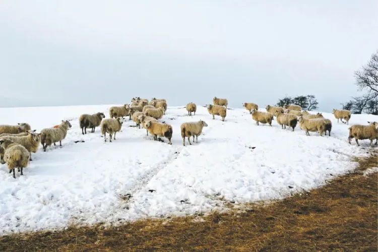 Ninsoarea mieilor. Ninge la Cluj în zona de munte - VIDEO