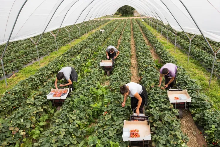 Britanicii îi cheamă pe români să culeagă legumele