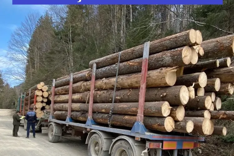 Controale de amploare pentru depistarea furturilor de copaci la Cluj. S-au confiscat zeci de metri cubi de lemne FOTO