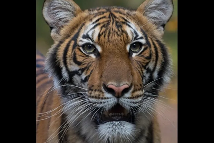 A fost confirmat primul caz de infectare cu COVID-19 a unui animal