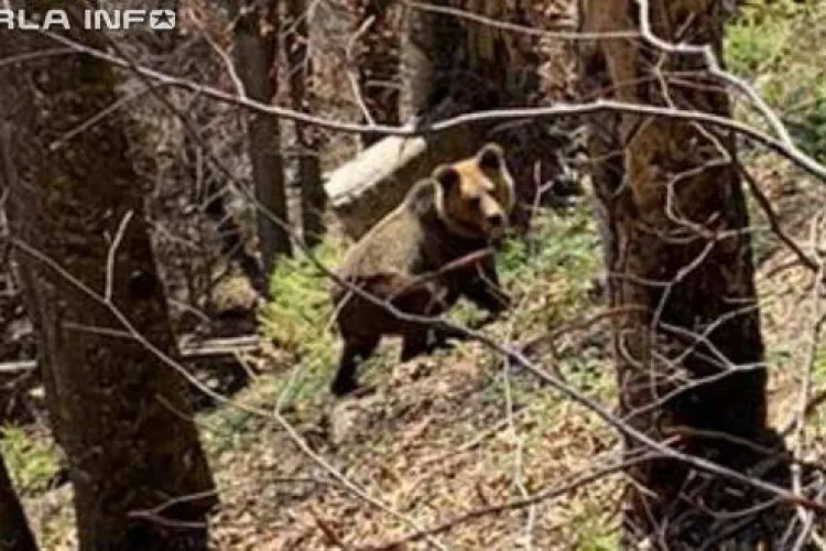 Urs prins dând târcoale lângă un sat din Cluj, în plină zi FOTO