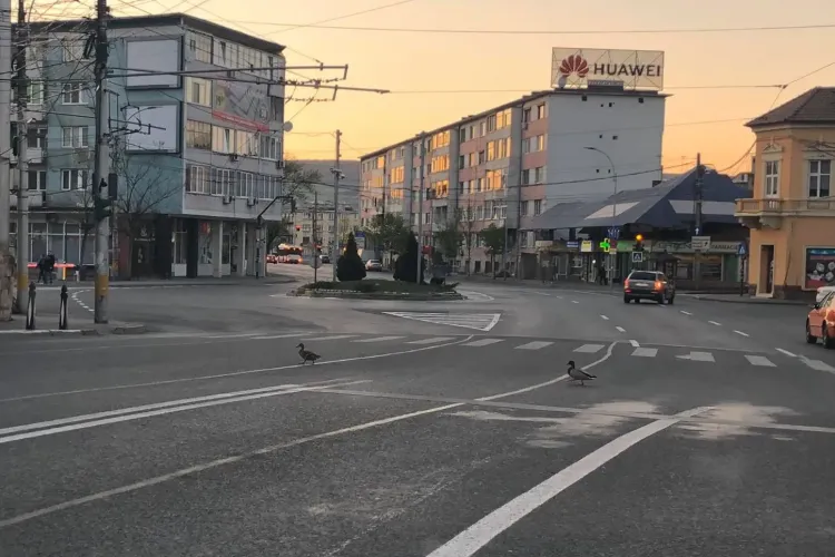 Natura pune stăpânire pe Cluj-Napoca. Rațele traversează strada în liniște - FOTO
