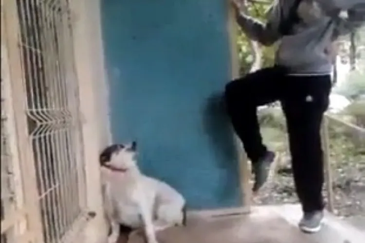 Dosar penal pentru un clujean care și-a bătut și chinuit câinele