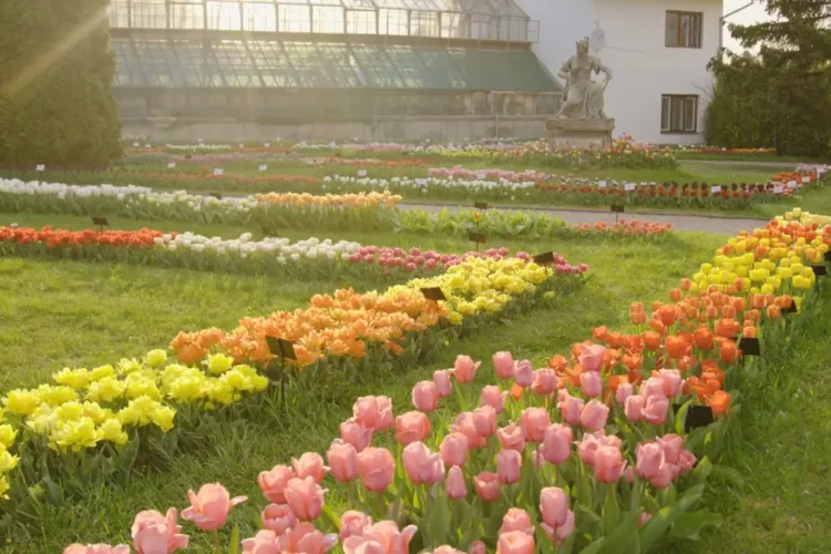 S-a deschis sezonul lalelelor în Grădina Botanică. E o feerie - VIDEO