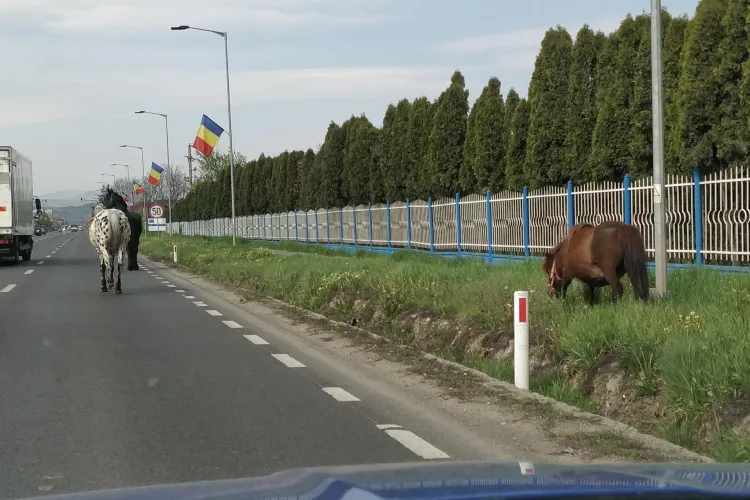 Cai lăsați liberi pe stradă la intrare în Florești. Se plimbă pe carosabil FOTO
