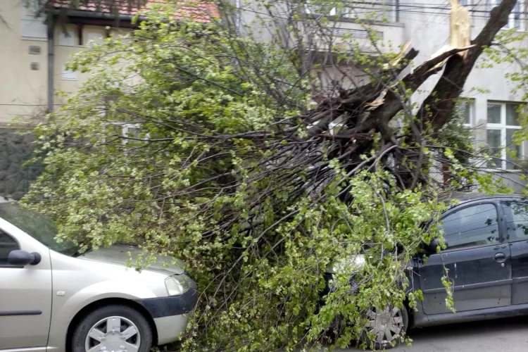 Copac doborât de vânt pe o stradă din Cluj-Napoca. A căzut peste două mașini FOTO