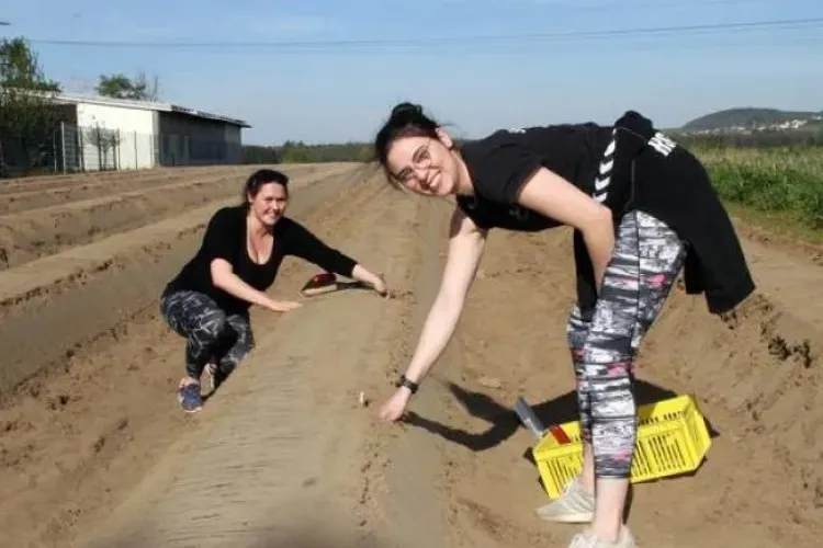 Germanii rupți de muncă, după ce românii nu au mai ajuns la cules sparanghel: ”Mă dor toate oasele”