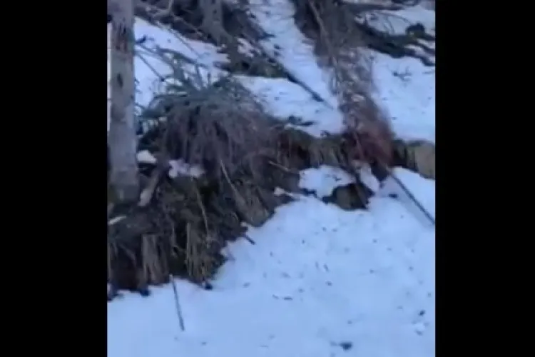 VIDEO ȘOCANT: Cerbi împușcați de braconieri în pădure! Camera Deputaților supun la vot înființarea ”DNA-ului Pădurilor”