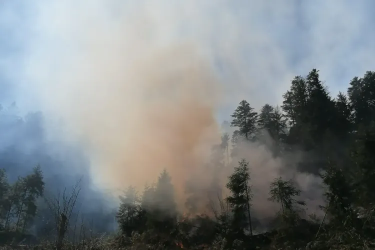 CLUJ: Intervenție de peste cinci ore a pompierilor, la un incendiu de pădure! A trebuit să escaladeze o pantă extrem de abruptă FOTO/VIDEO