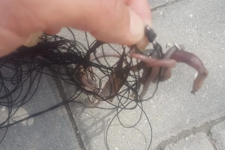 Braconaj pe lacul 3 din Gheorgheni - FOTO