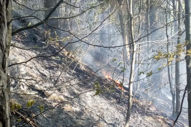 Incendiu de vegetație la Cluj, în apropierea unor case! Flăcările au cuprins un hectar de pădure FOTO