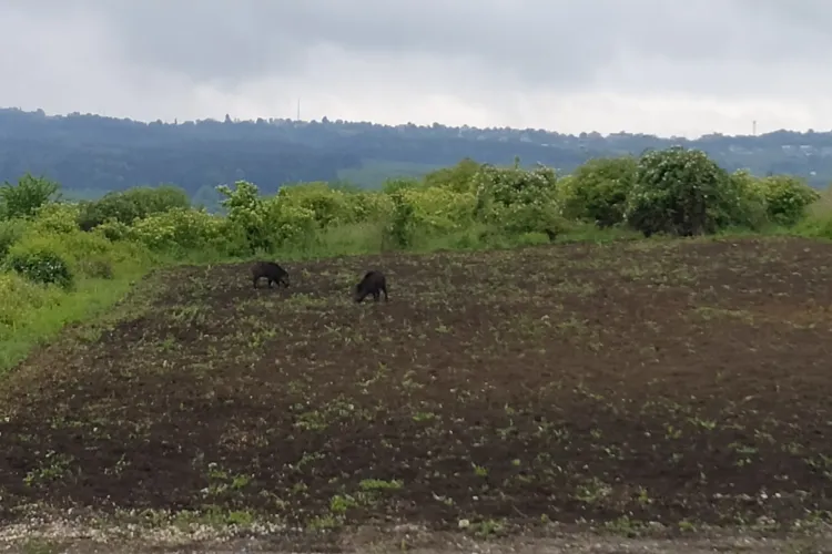 Mistreții au invadat strada Bună Ziua. Au fost chemați jandarmii - FOTO