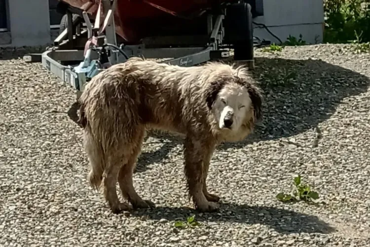 Câine căzut într-un șanț de 2 metri adâncime, salvat de pompierii clujeni FOTO