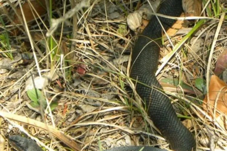 Viperă observată în Cheile Turzii! Atenție la drumeții - FOTO   
