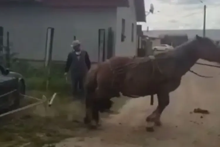 Turda: Cal bătut și forțat să tragă un BMW, ca probă de vânzare. Proprietarul e urmărit penal