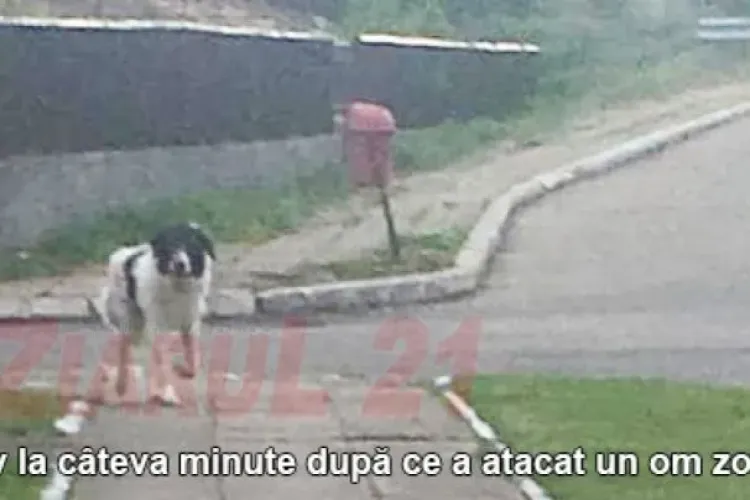 Clujean sfâșiat de câini: ”O să fiu operat pentru tendonul smuls” 