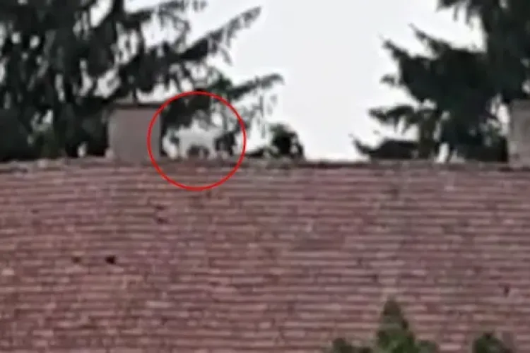 Un ied urcat pe un acoperiș a fost salvat de pompierii din județul Cluj - VIDEO