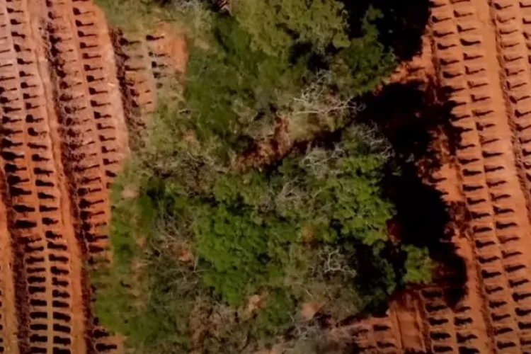 Mii de morminte săpate în Brazilia, unde coronavirusul face ravagii - VIDEO