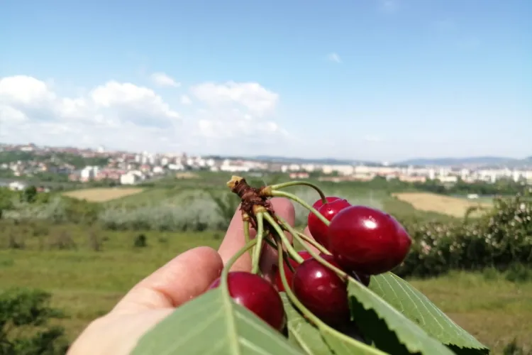 USAMV Cluj comercializează cireșe din producția proprie - FOTO