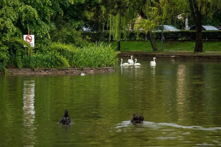 Lebedele negre pe lacul Chios din Cluj-Napoca. Vezi poze cu frumoasele exemplare FOTO