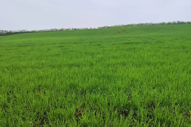 O clujeancă s-a trezit cu plantația de lavandă rasă la pământ de un țăran care a semanat orz - FOTO