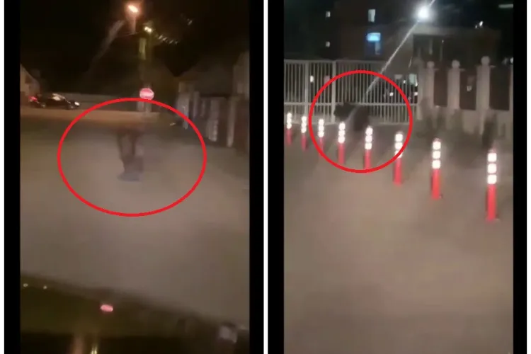 Urs filmat alergând pe străzile din Câmpia Turzii. L-au terorizat cu farurile de la mașină - VIDEO
