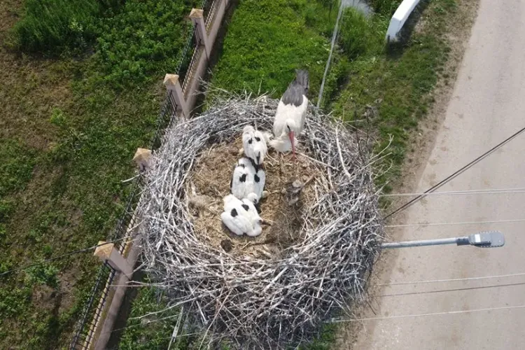 Cuib cu trei pui de barză la Cluj! E un semn bun - FOTO